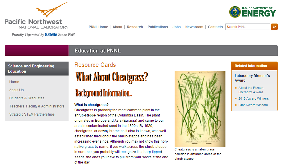 cheatgrass
