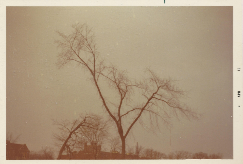 tree