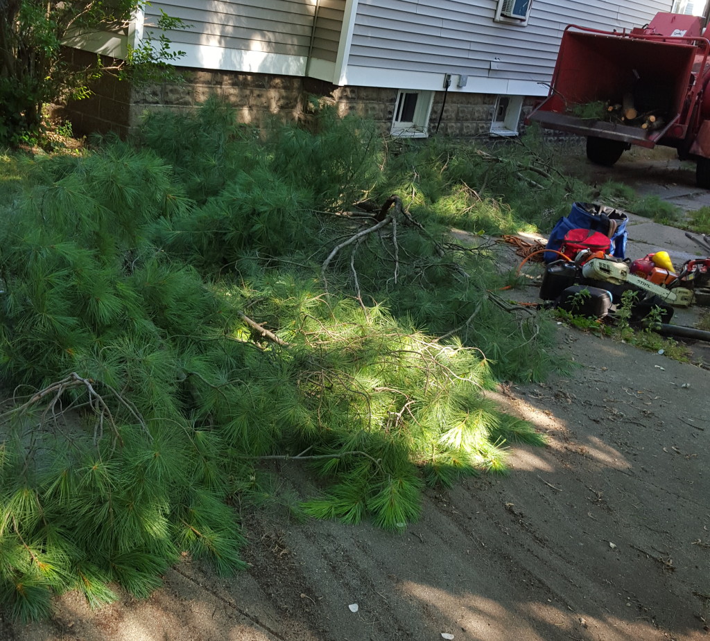 tree.trimmer.02
