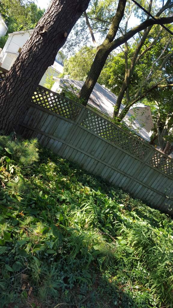 tree.trimmer.sunlight