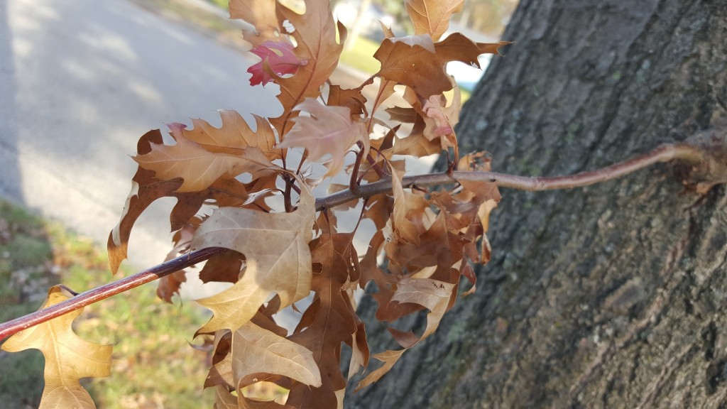 leaves.improved.nov.2015
