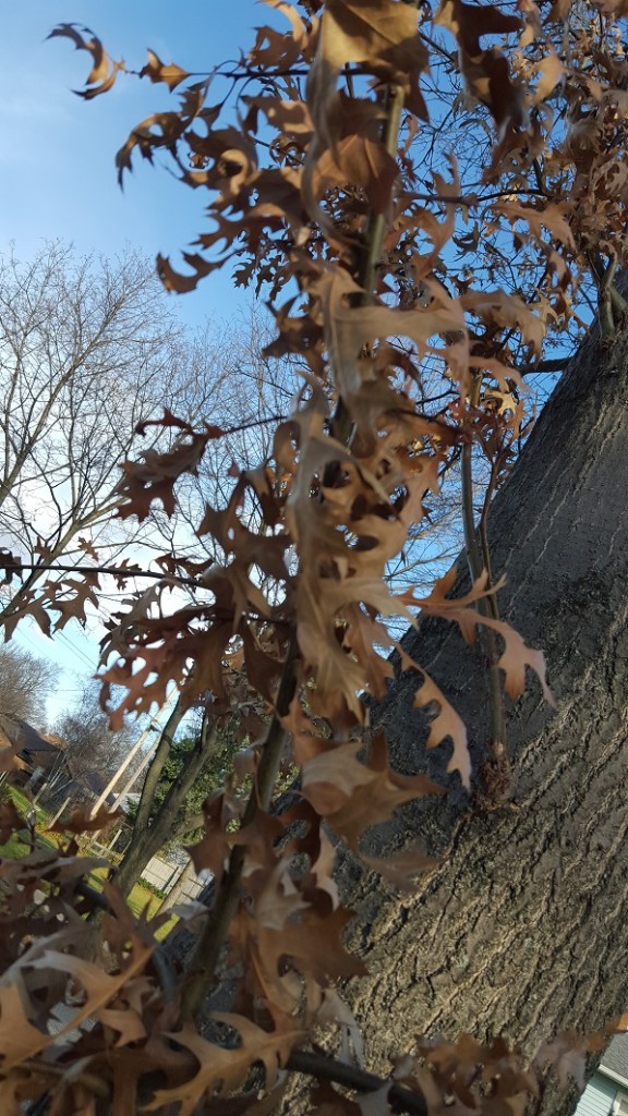 leaves.improved.nov.2015.02