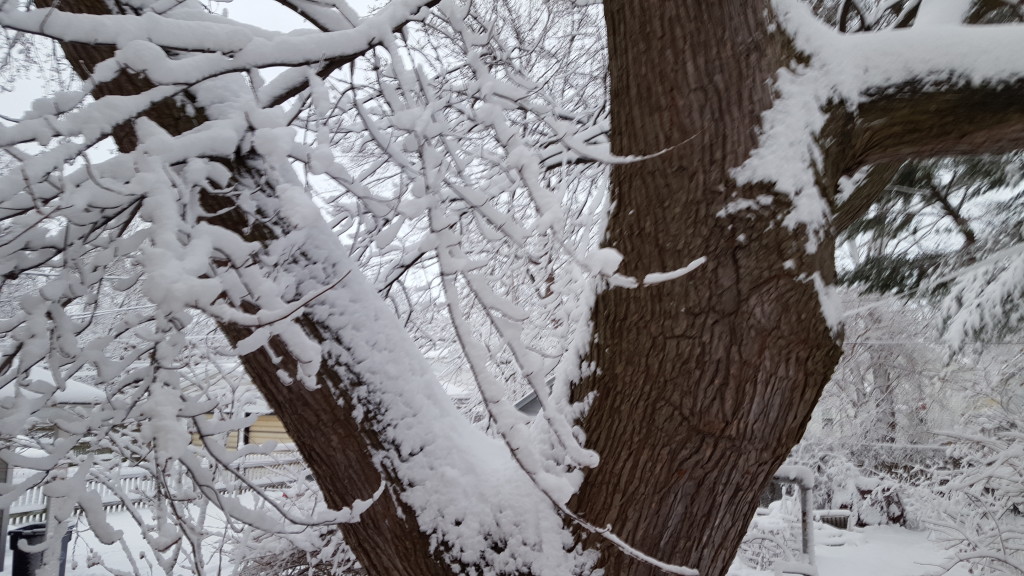 snow.feb.25.2016.02