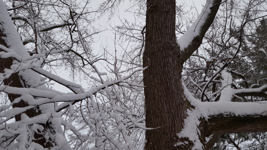snow.feb.25.2016.03