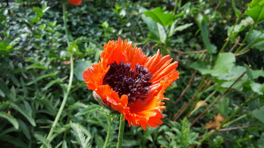 poppy