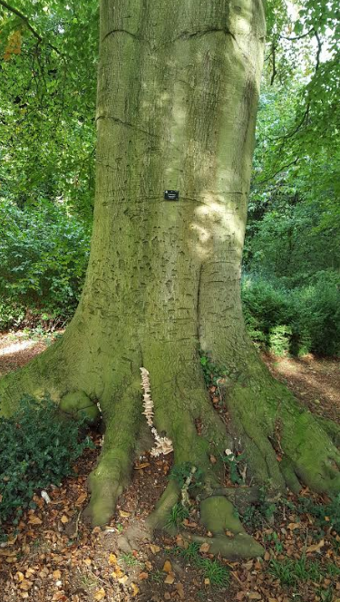 The tiny plaque identifies what kind of tree this is, some kind of Beech, as I remember.