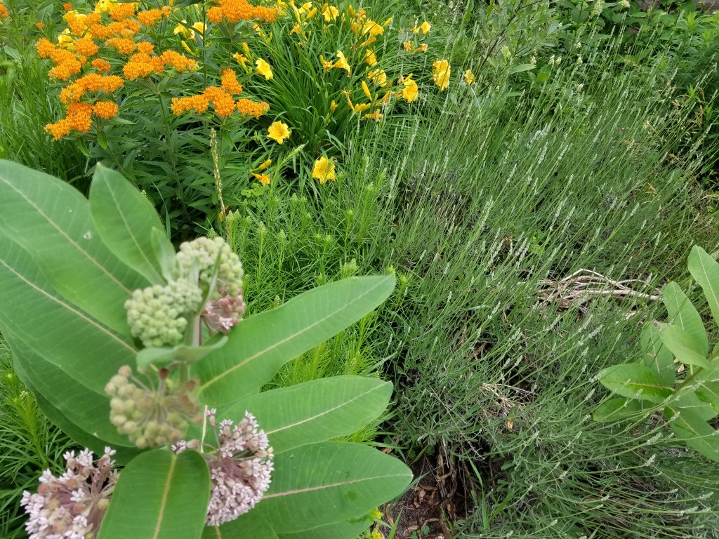 Eileen's front yard garden is especially beautiful right now.