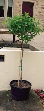 This is a before picture of the tree. I don't have a picture of it planted.